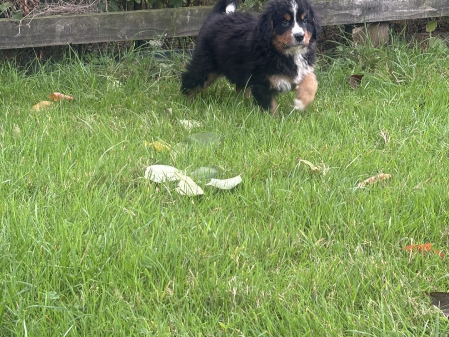 Bernese Mountain Dog for sale in Offaly - photo 2