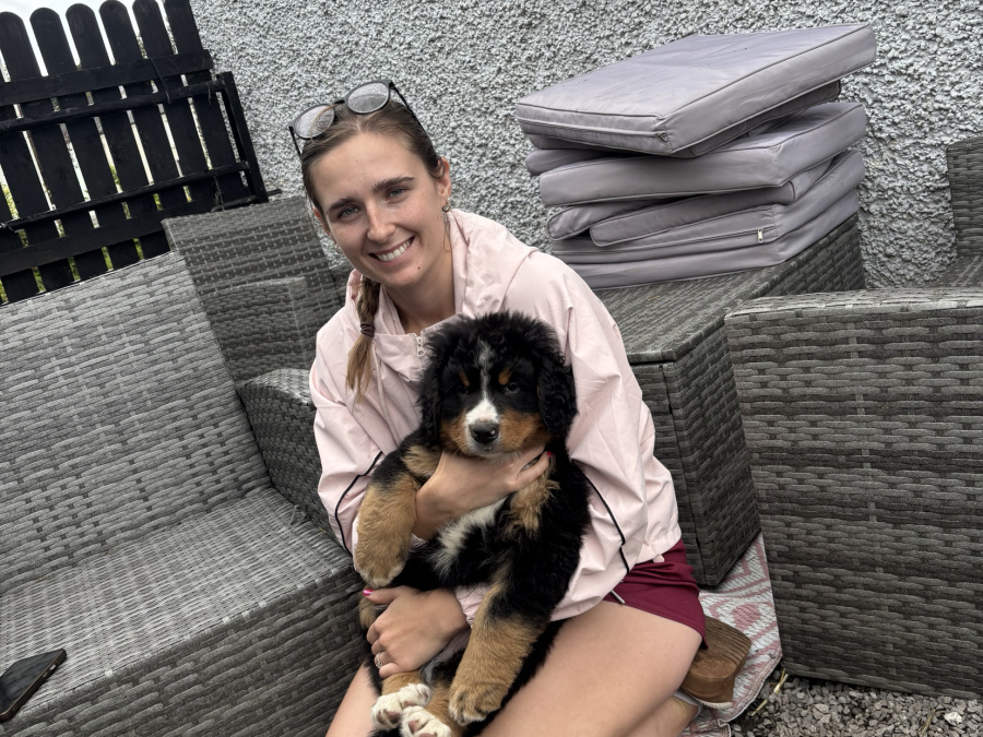 Bernese Mountain Dog for sale in Offaly - photo 3