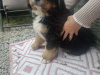 Bernese Mountain Dog for sale in Offaly - photo 4