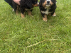 Bernese Mountain Dog for sale in Offaly - photo 6