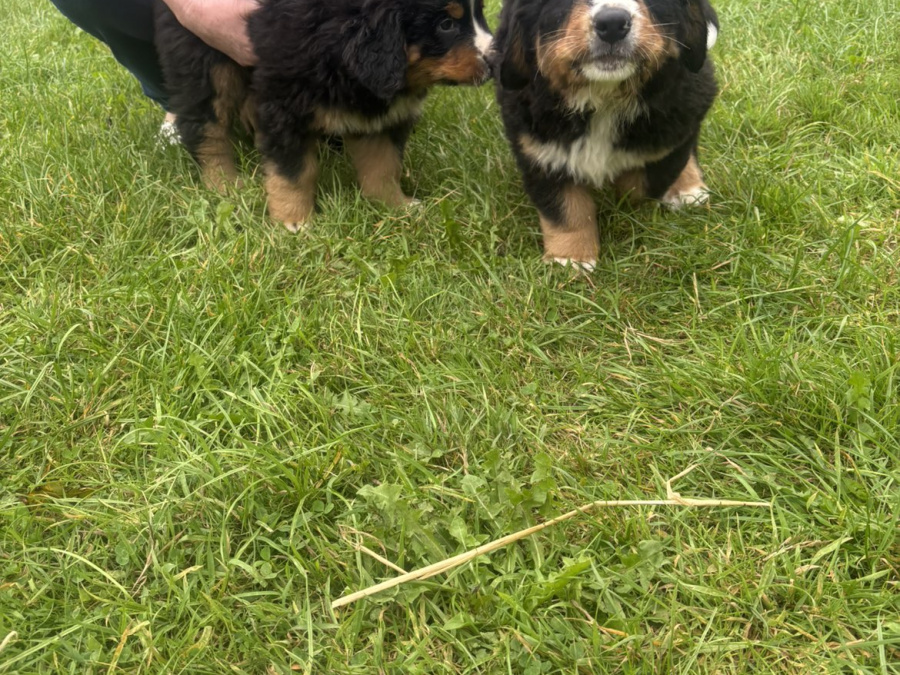 Bernese Mountain Dog for sale in Offaly - photo 6