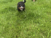 Bernese Mountain Dog for sale in Offaly - photo 5