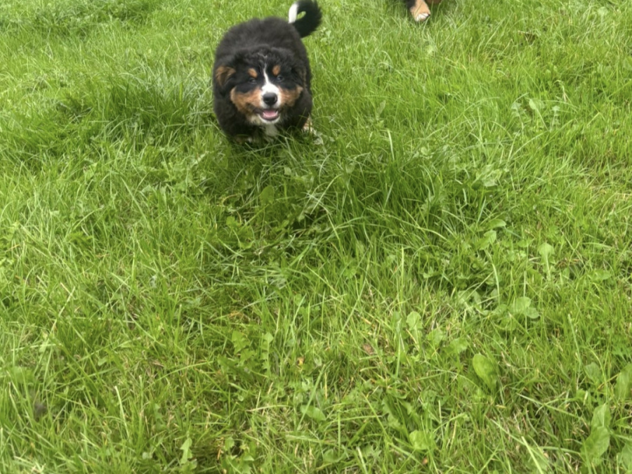 Bernese Mountain Dog for sale in Offaly - photo 5