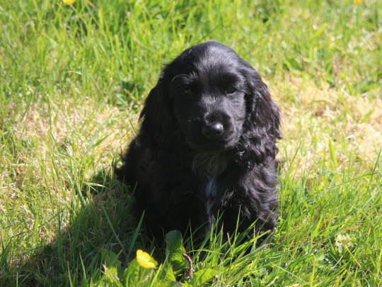 Pure Bred, Show Quality Cocker Spaniel Pups