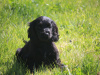 Cocker Spaniel for sale in Galway - photo 2