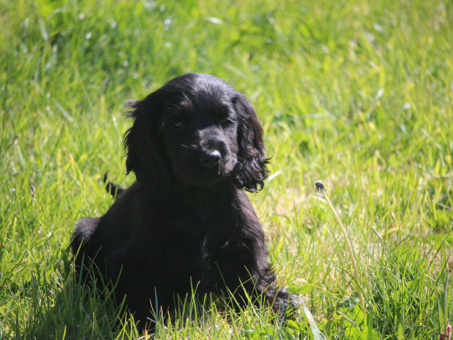 Cocker Spaniel for sale in Galway - photo 2