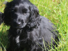 Cocker Spaniel for sale in Galway - photo 3