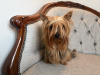 Yorkshire Terrier for sale in Kerry - photo 3