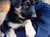 German Shepherd for sale in Kildare - photo 1