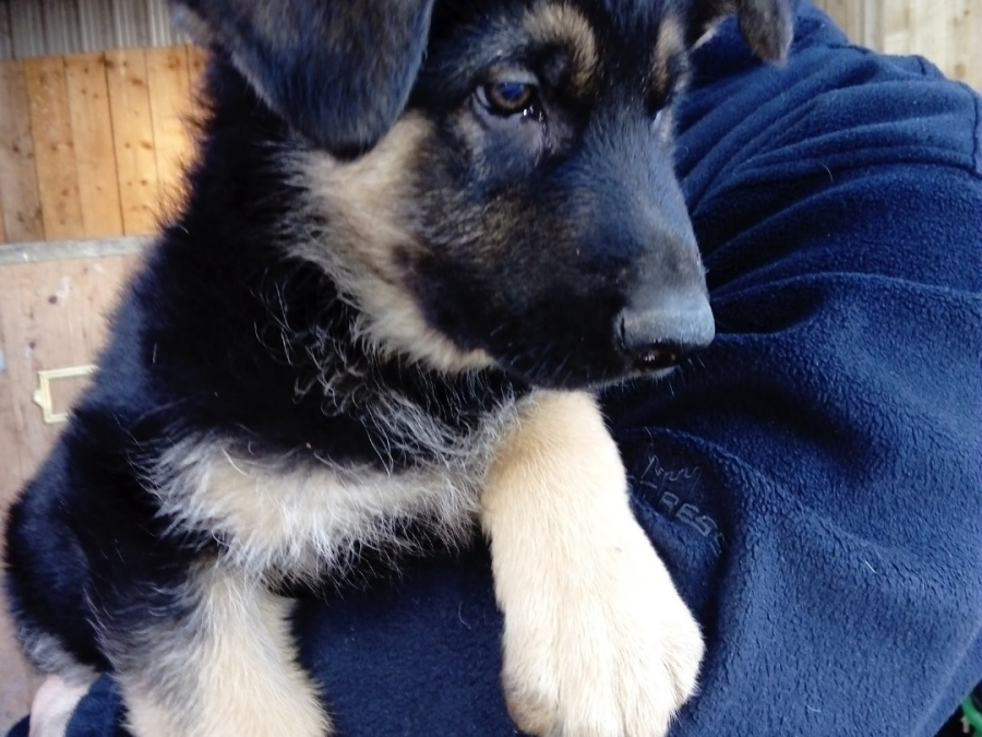 German Shepherd for sale in Kildare - photo 1