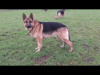 German Shepherd for sale in Kildare - photo 3