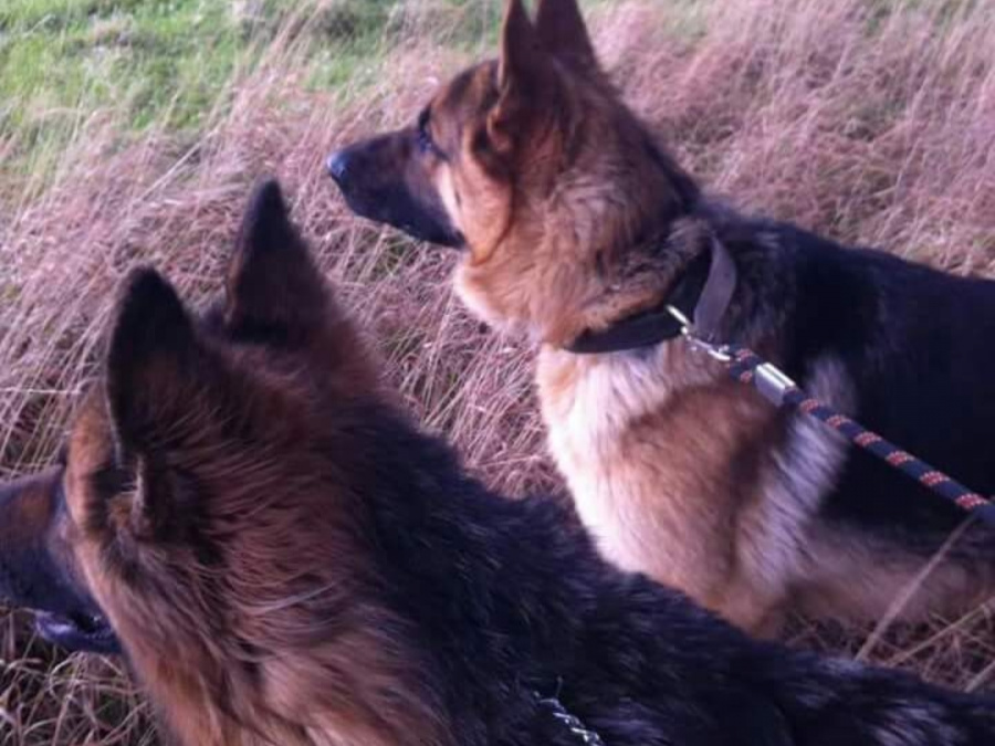 German Shepherd for sale in Kildare - photo 2
