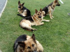 German Shepherd for sale in Kildare - photo 5