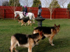 German Shepherd for sale in Kildare - photo 6