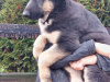 German Shepherd for sale in Kildare - photo 7