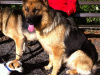 German Shepherd for sale in Kildare - photo 8