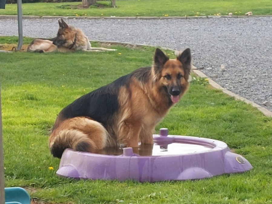 German Shepherd for sale in Kildare - photo 9