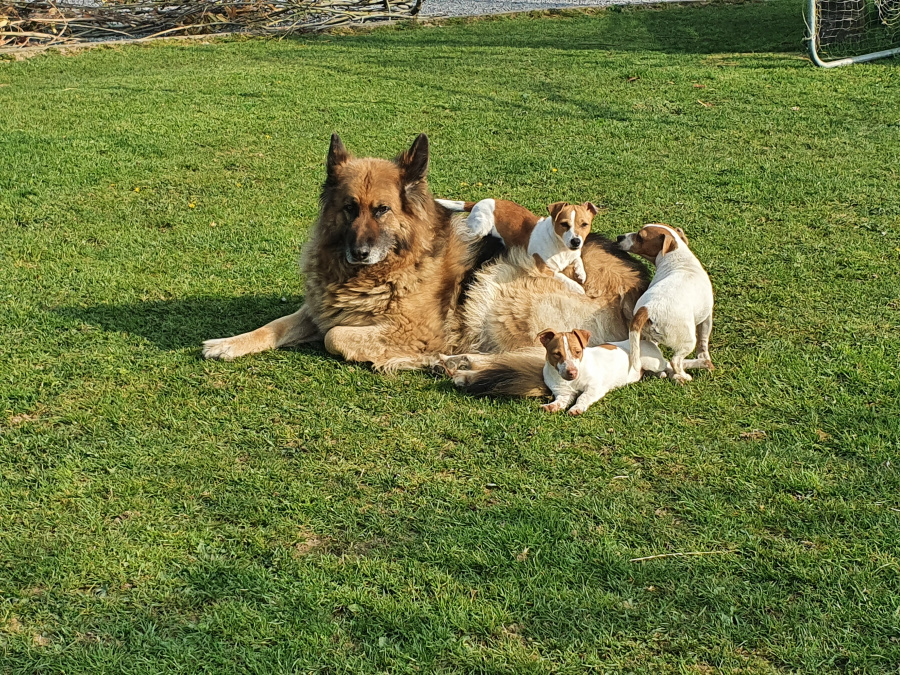 German Shepherd for sale in Kildare - photo 10