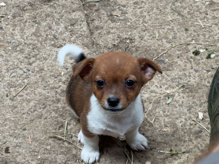 Jack Russell Terrier for sale in Limerick - photo 6