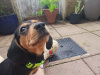 Dachshund for sale in Galway - photo 1