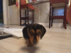 Dachshund for sale in Galway - photo 2