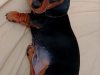 Dachshund for sale in Galway - photo 3