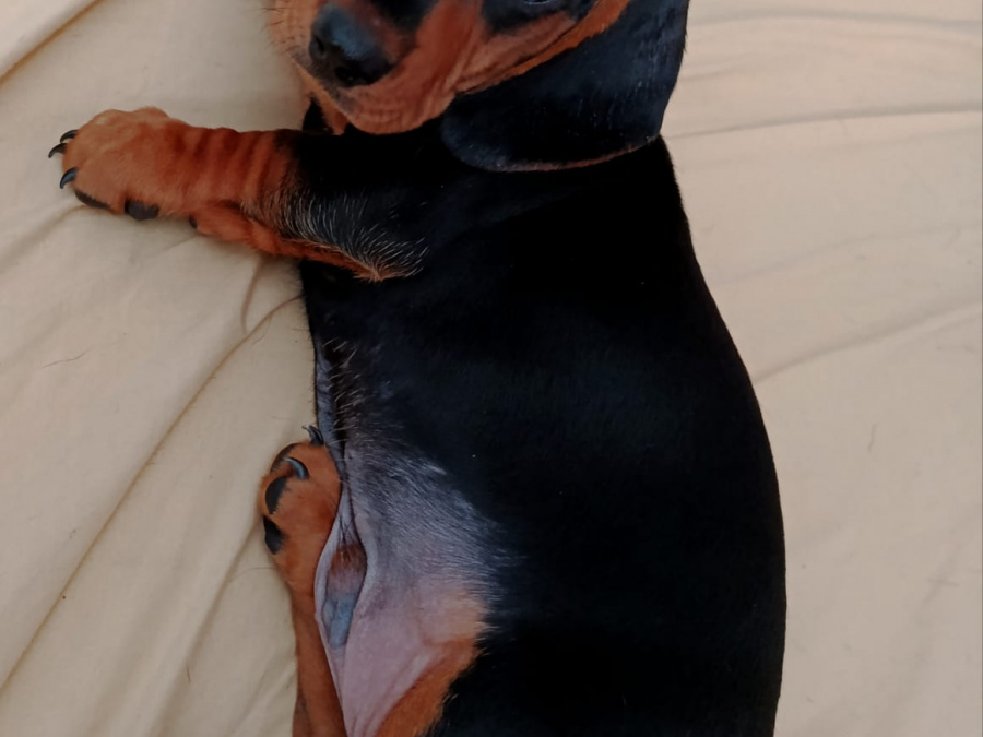 Dachshund for sale in Galway - photo 3