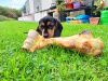 Dachshund for sale in Galway - photo 4