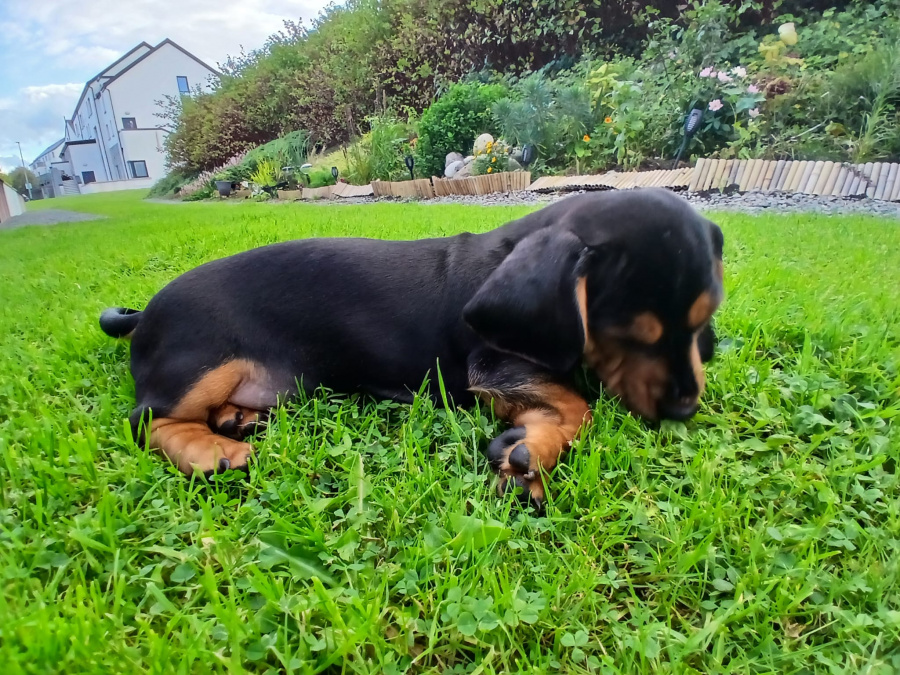 Dachshund for sale in Galway - photo 5
