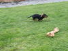 Dachshund for sale in Galway - photo 6