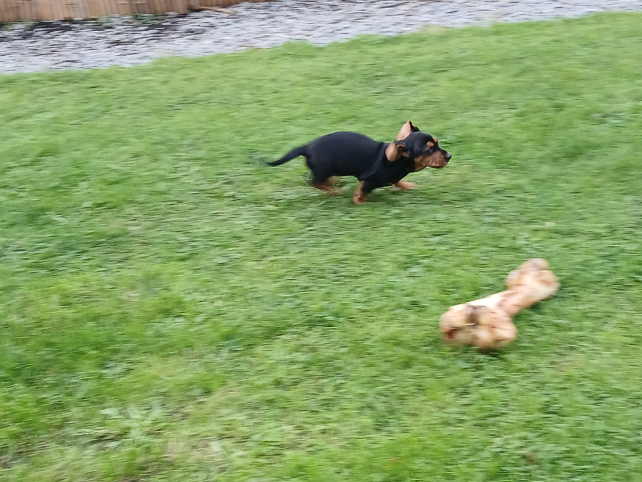 Dachshund for sale in Galway - photo 6