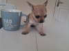 Chihuahua for sale in Wexford - photo 4