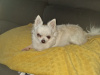 Chihuahua for sale in Wexford - photo 6