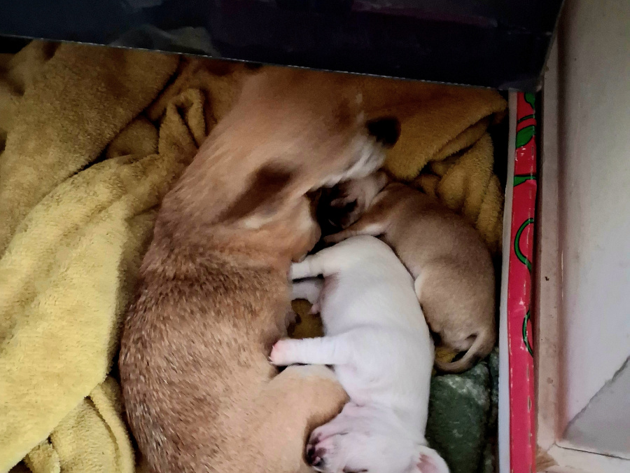 Chihuahua for sale in Wexford - photo 10