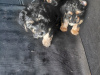 Yorkiepoo for sale in Longford - photo 2