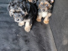 Yorkiepoo for sale in Longford - photo 1