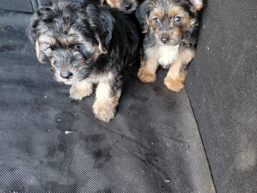 Yorkiepoo for sale in Longford - photo 1