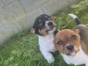Jack Russell Terrier for sale in Limerick - photo 3