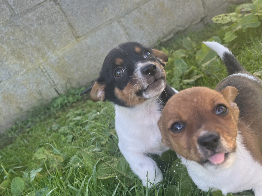 Jack Russell Terrier for sale in Limerick - photo 3