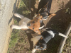 Jack Russell Terrier for sale in Limerick - photo 2