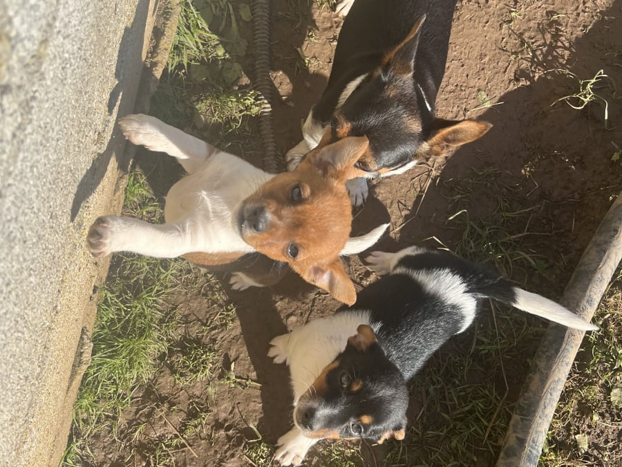 Jack Russell Terrier for sale in Limerick - photo 2