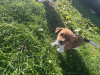 Jack Russell Terrier for sale in Limerick - photo 5