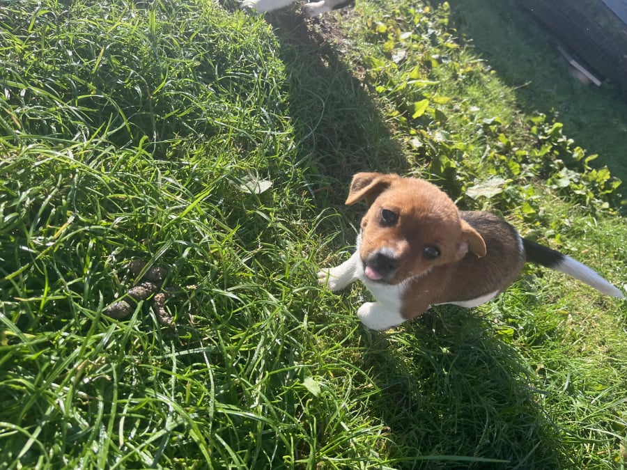 Jack Russell Terrier for sale in Limerick - photo 5