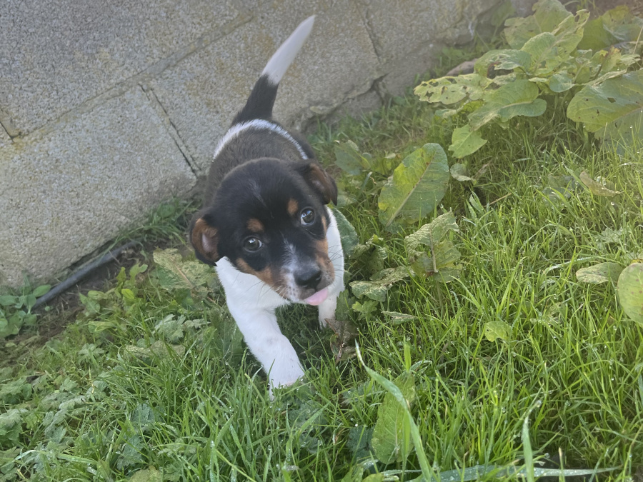 Jack Russell Terrier for sale in Limerick - photo 4