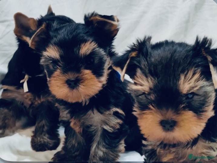 Yorkshire Terrier for sale in Dublin - photo 1
