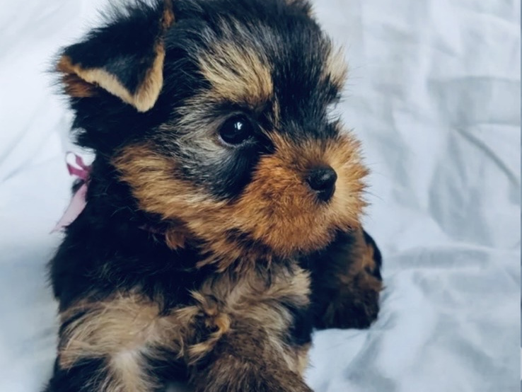 Yorkshire Terrier for sale in Dublin - photo 4