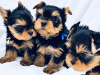 Yorkshire Terrier for sale in Dublin - photo 3