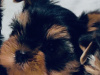 Yorkshire Terrier for sale in Dublin - photo 2