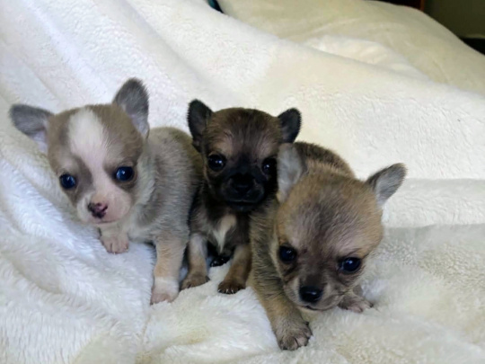 chihuahua💗💗💗