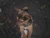 Irish Terrier for sale in Galway - photo 1